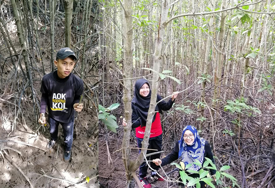 Program-menabung-&-menanam-Pokok-Bakau-di-Hutan-Paya-Laut-Kuala-Linggi-3