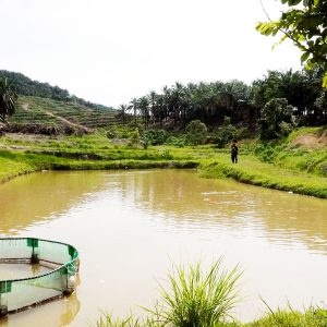 Ucam Fakulti Agrosains 04